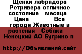 Щенки лабрадора Ретривера отличное состояние 2 месяца › Цена ­ 30 000 - Все города Животные и растения » Собаки   . Ненецкий АО,Бугрино п.